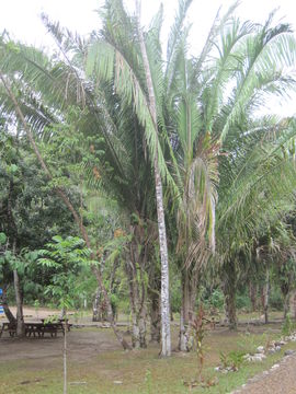 Image of cohune palm