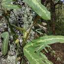 Image of Passiflora allantophylla Mast. ex J. D. Smith