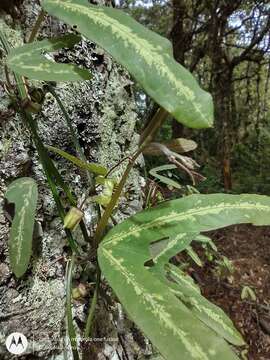 Image de Passiflora allantophylla Mast. ex J. D. Smith