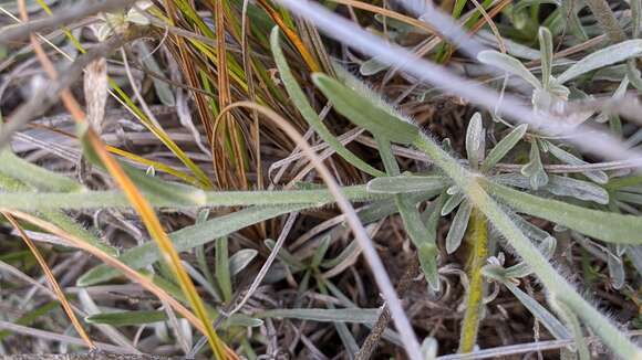 Image of Convolvulus lanuginosus Desr.