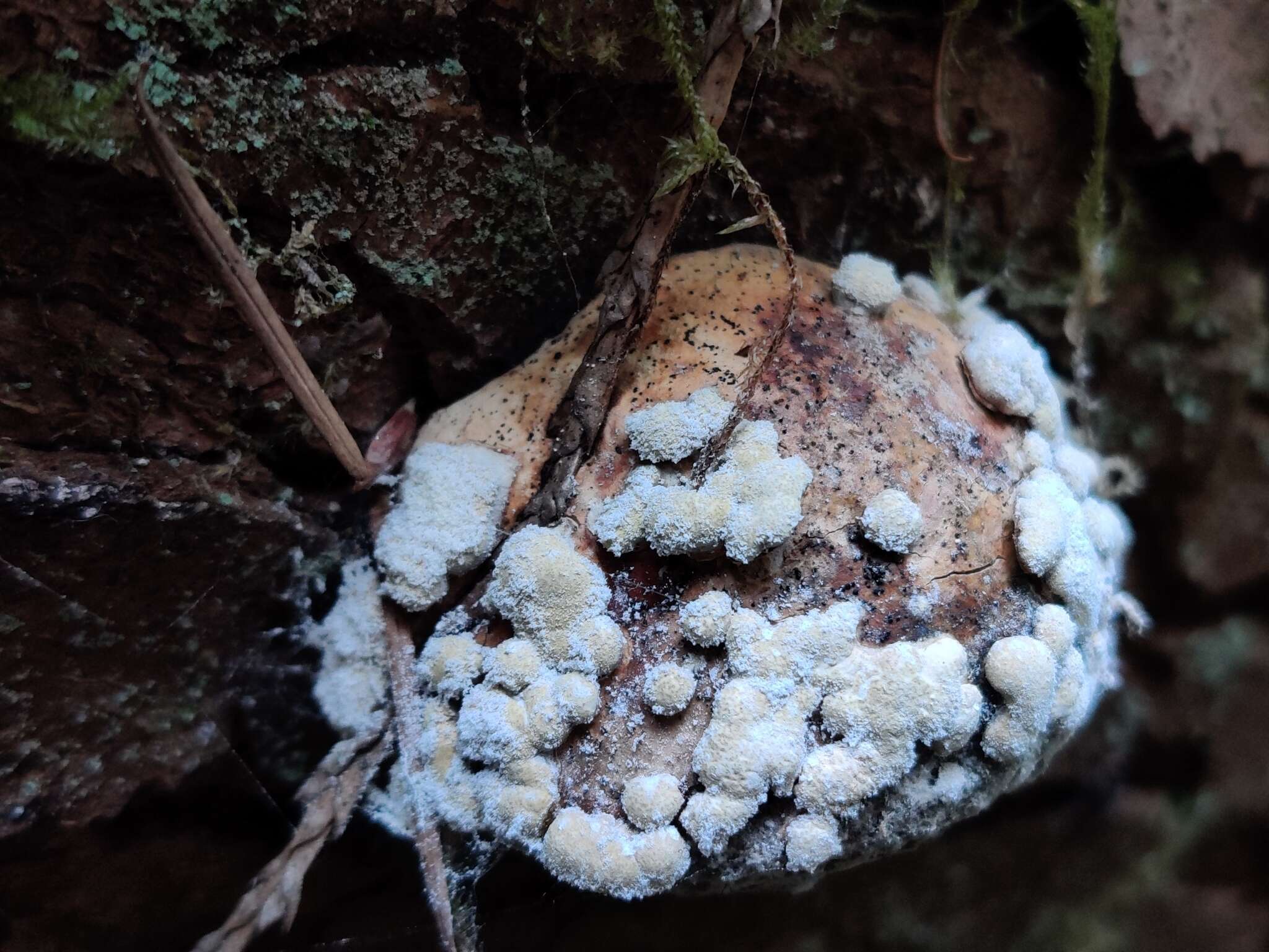 Image of Trichoderma pulvinatum (Fuckel) Jaklitsch & Voglmayr 2014