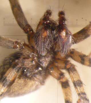 Слика од Tegenaria silvestris L. Koch 1872