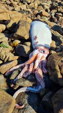 Image of Atlantic giant squid