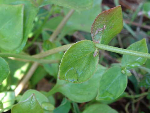 Plancia ëd Claytonia sibirica L.