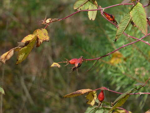 Image of Rosa glabrifolia C. A. Mey. ex Rupr.