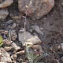 Image of heartleaf twistflower