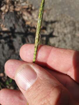 Imagem de Bothriochloa decipiens (Hack.) C. E. Hubb.