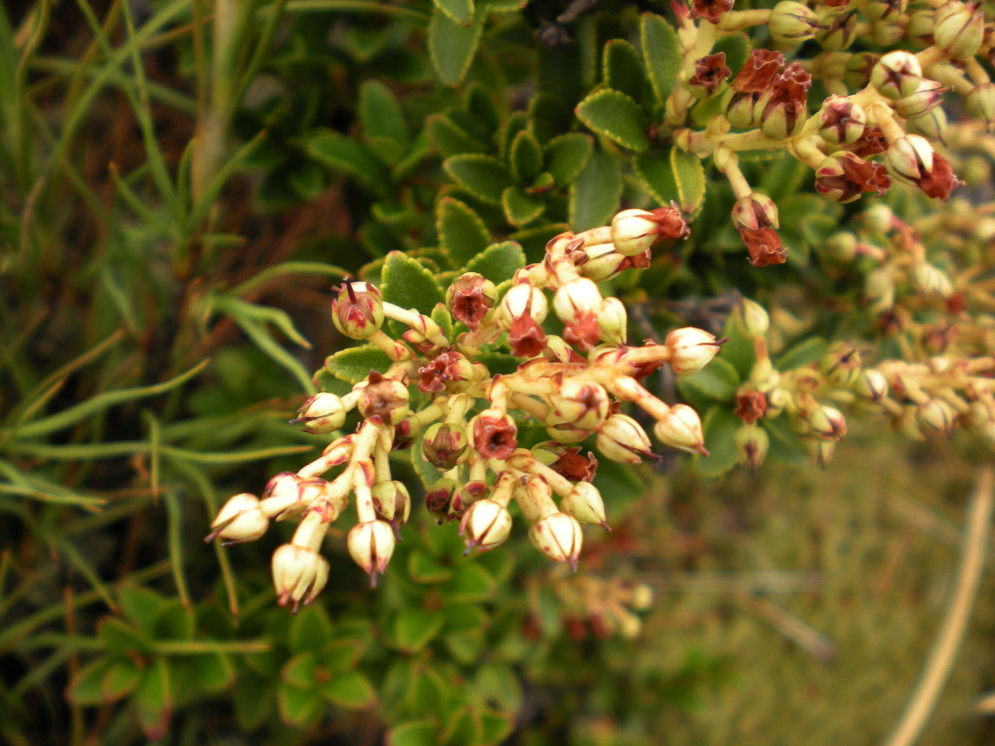 Image of Gaultheria crassa Allan