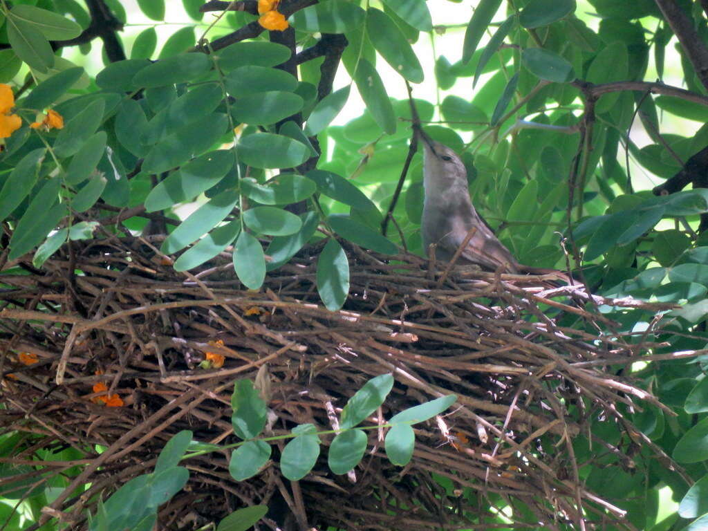 Image of Little Thornbird