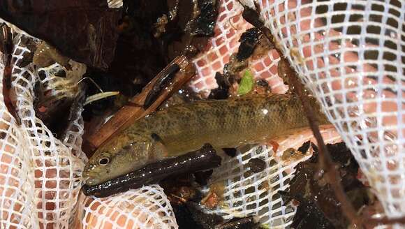 Imagem de Etheostoma flabellare Rafinesque 1819