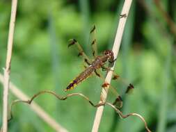 Image of Painted Skimmer