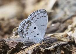 Imagem de Thermoniphas albocaerulea Stempffer 1956