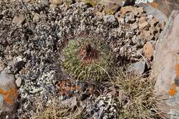 Image of Echinofossulocactus zacatecasensis Britton & Rose