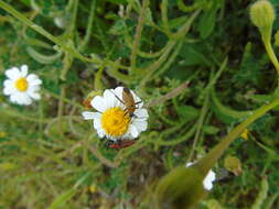 Image of Calocoris nemoralis (Fabricius 1787)