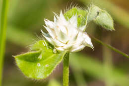 Image of pearly globe amaranth