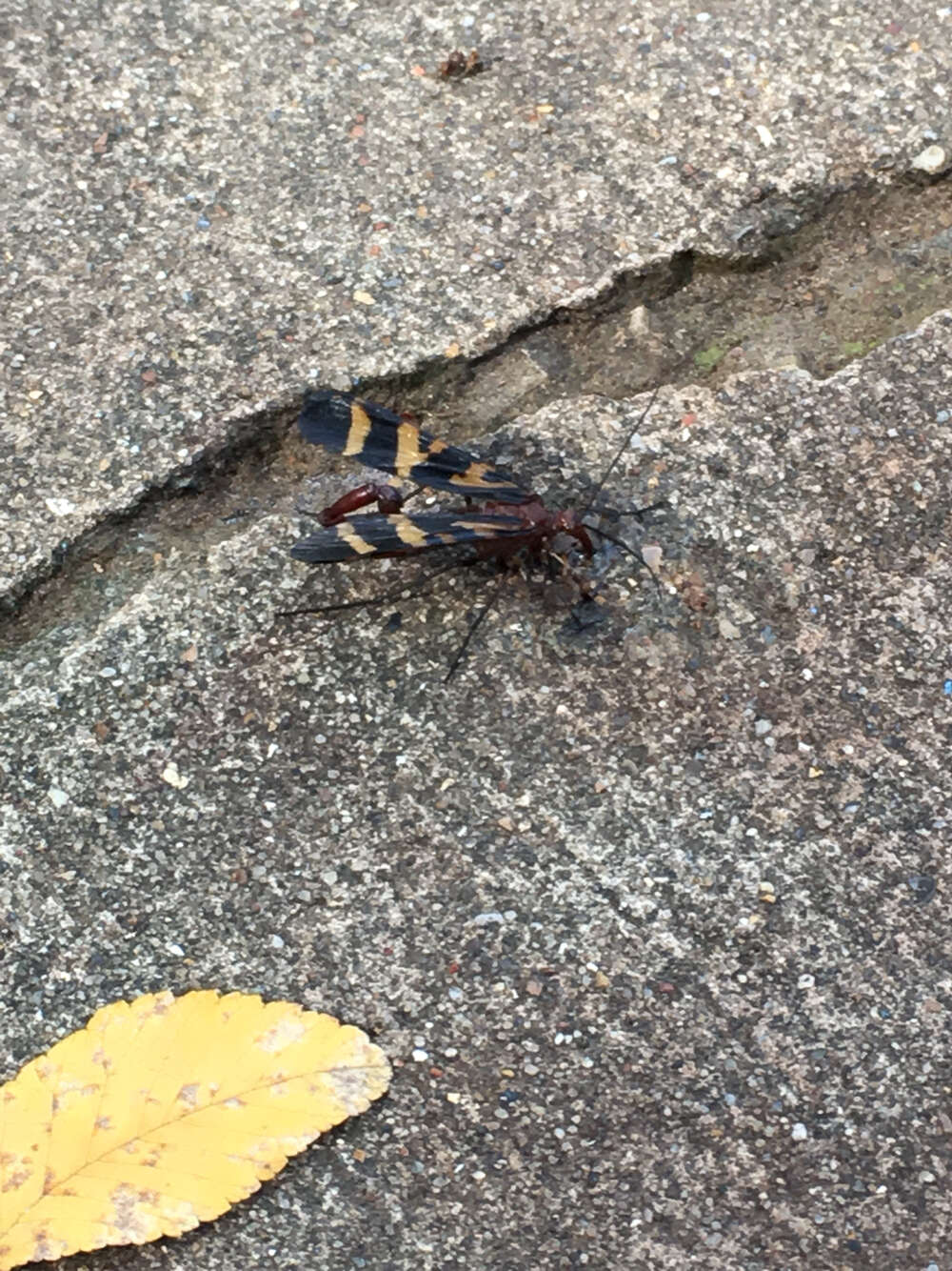 Image of Nuptial Scorpionfly