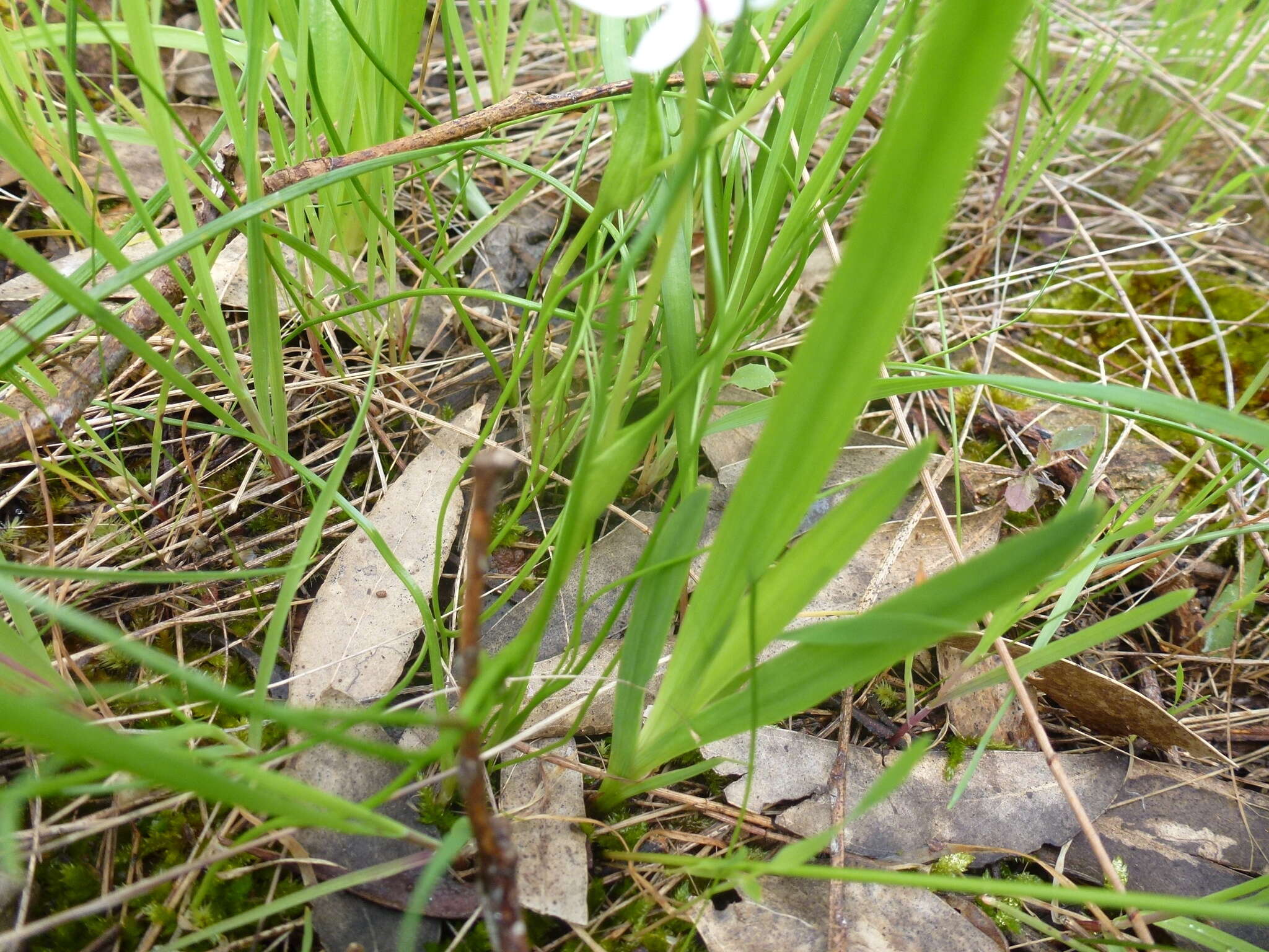 Image of Wurmbea dioica subsp. dioica