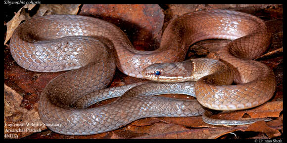 Image of Collared Black-headed Snake