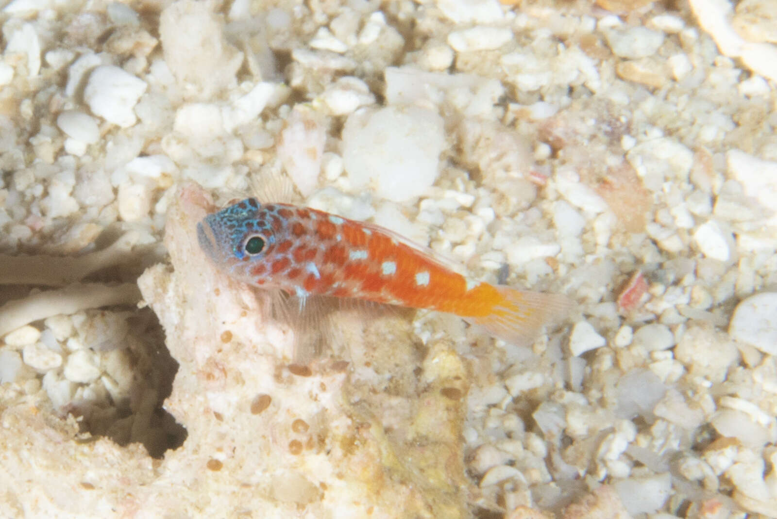 Image of Lantana dwarfgoby