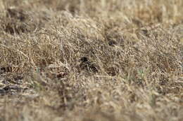 Image of Sumba Buttonquail