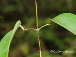 Imagem de Clematis uncinata Champ. ex Benth.