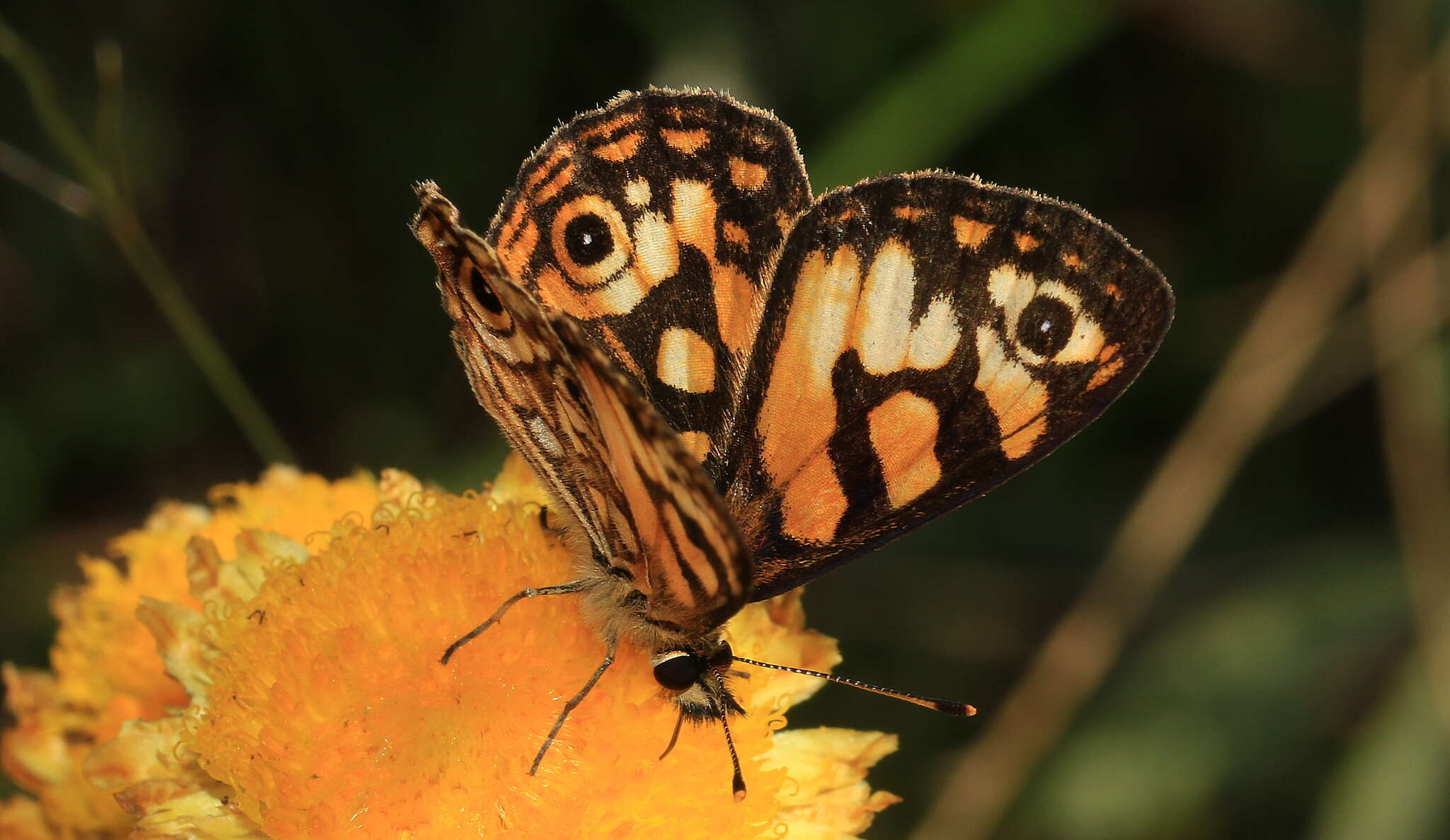 Image of Oreixenica lathoniella Westwood 1851