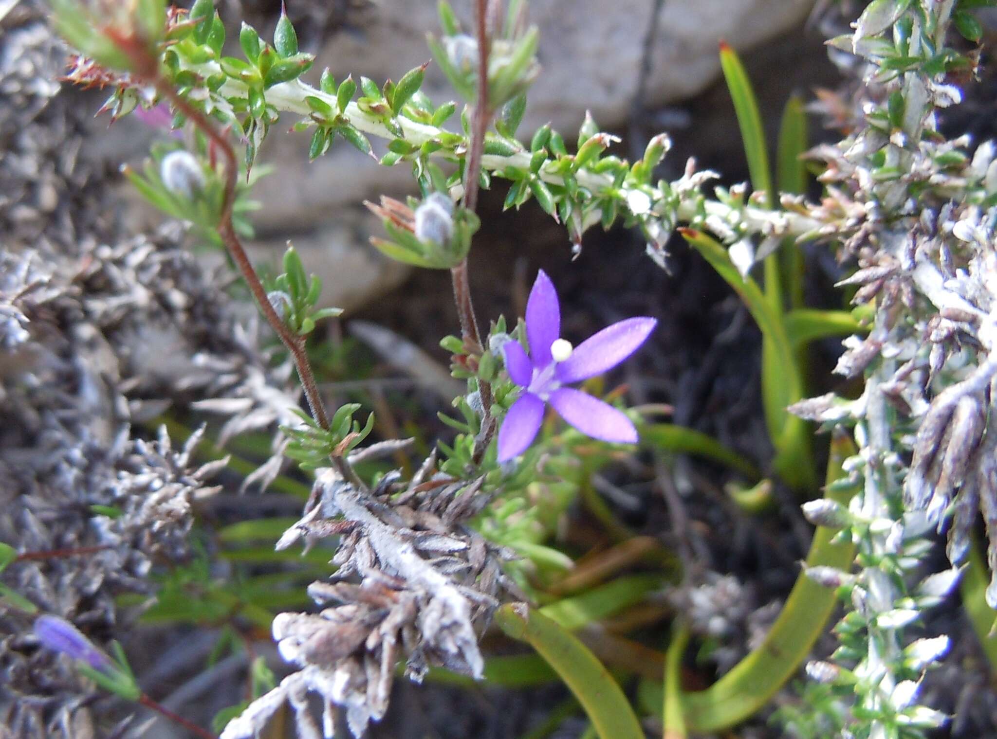 Sivun Theilera guthriei (L. Bolus) E. Phillips kuva