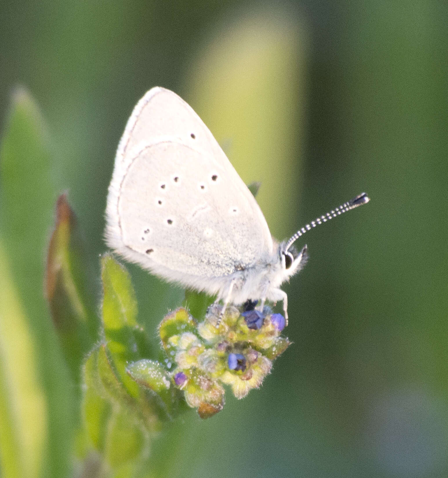 Image of Glaucopsyche lygdamus oro (Scudder 1876)