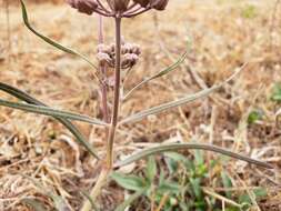 Image of Asclepias fournieri R. E. Woodson