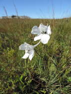 Plancia ëd Delphinium leroyi Franch. ex Huth