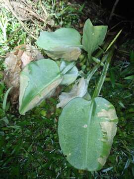 Image of velvetleaf