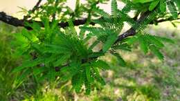 Image of Prosopis affinis Spreng.