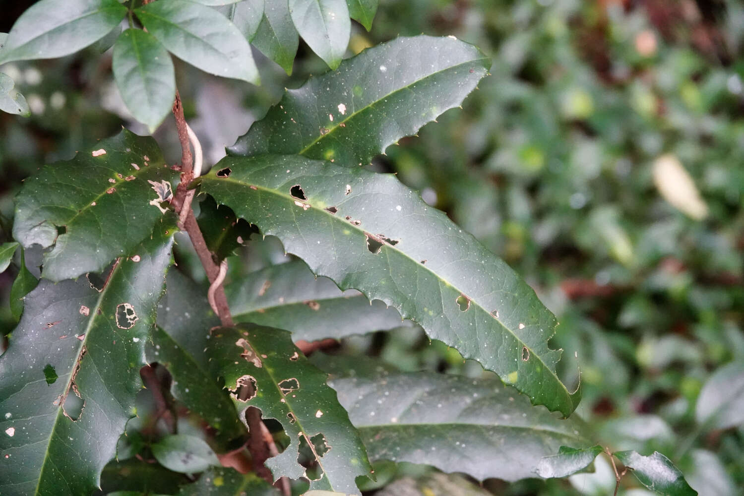 Image of Corynocarpus rupestris subsp. arborescens G. P. Guymer