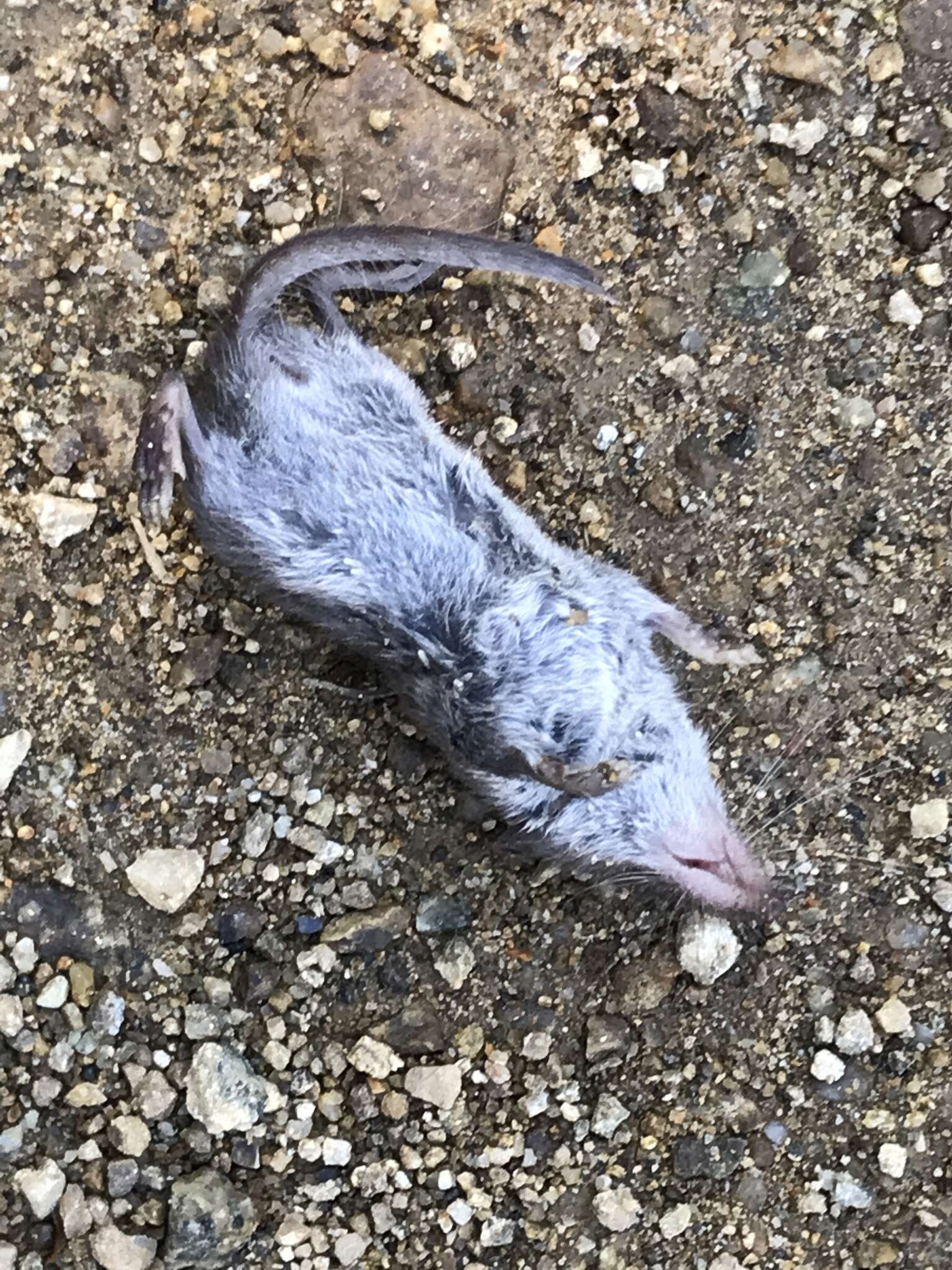 Image of Asian Lesser White-toothed Shrew