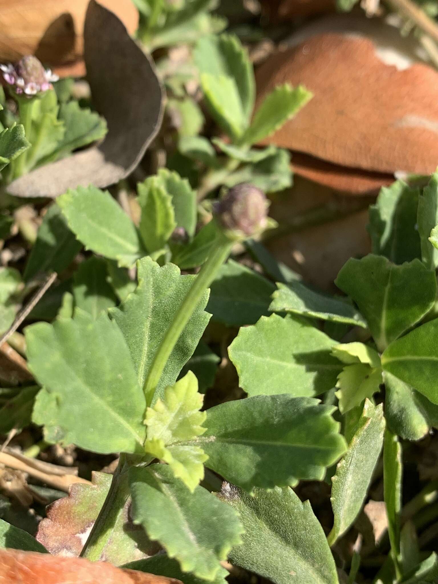 Image of Phyla nodiflora var. nodiflora