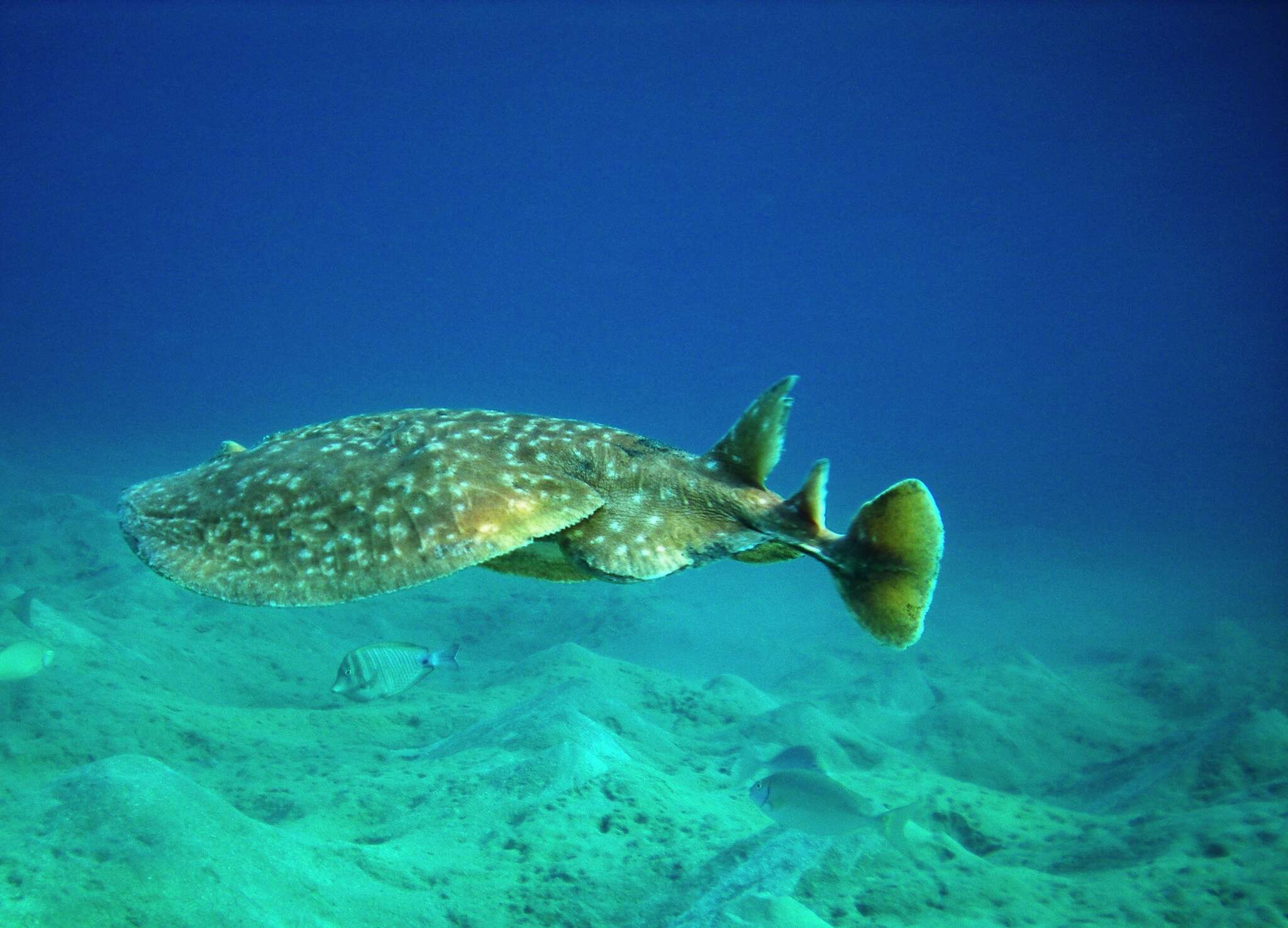 Image of Leopard Torpedo