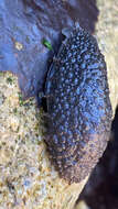 Image of celtic sea slug