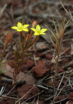 Image of Pistorinia attenuata W. Greuter