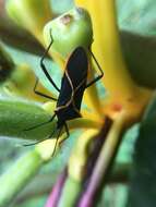 صورة Leptoscelis conspicuus Brailovsky & Barrera 2012