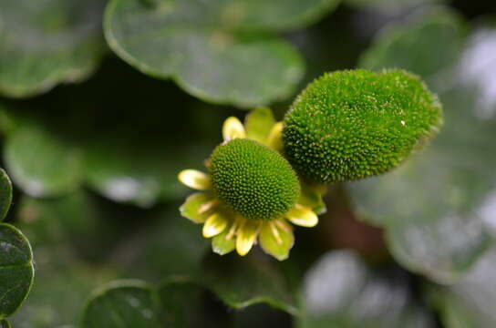 Image of Ranunculus pinguis Hook. fil.