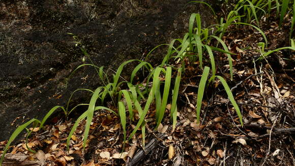 Image of Arthropodium candidum Raoul