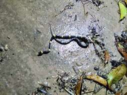 Image of Laos Wolf Snake