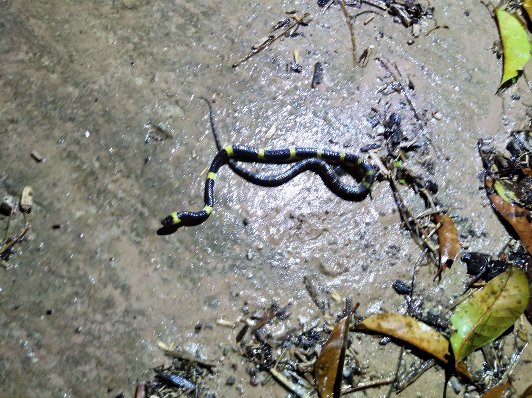 Image of Laos Wolf Snake