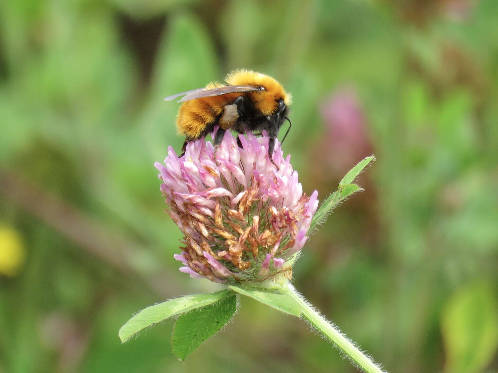 Image de Bombus dahlbomii Guérin-Méneville 1835