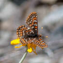 Imagem de Euphydryas editha rubicunda (Hy. Edwards 1881)