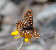 Imagem de Euphydryas editha rubicunda (Hy. Edwards 1881)