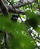 Image of Black-chested Mustached Tamarin
