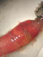 Image of Lug worm