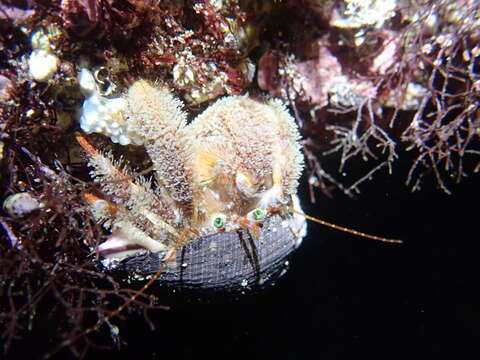 Image de Pagurus japonicus (Stimpson 1858)