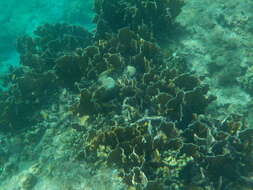 Image of Box Fire Coral